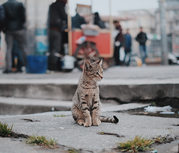 Chat dans la rue
